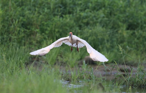 Endangered crested ibis seen at riverside in NW China