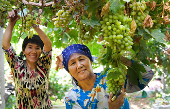 Xinjiangs's grapes ripened earlier due to scorching July