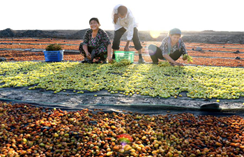 Farmers make raisins out of fine quality grapes in China's Xinjiang