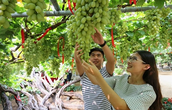 In pics: grape picking in N China's Hebei