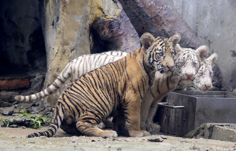 Tiger triplets meet public at Jinan Zoo in east China