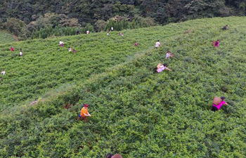 Vine tea enters harvest season in China's Zhangjiajie