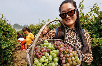 Grapes enter harvest season in Beijing