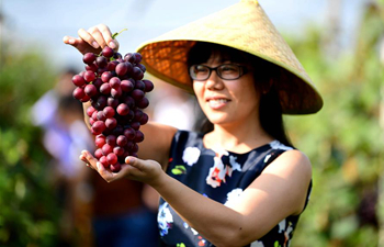 Tourists pick grapes at vineyard in N China's Hebei