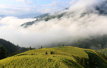Autumn scenery of terraced rice fields in Jiayi, China's Guizhou