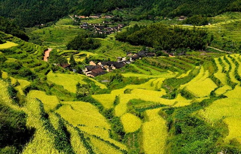 Scenery of terraced fields at Wuyishan in SE China's Fujian