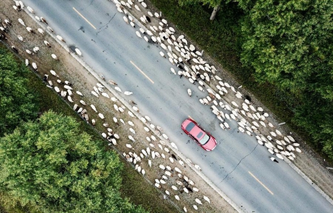 Herd moving forward along road during migration in NW China's Qinghai
