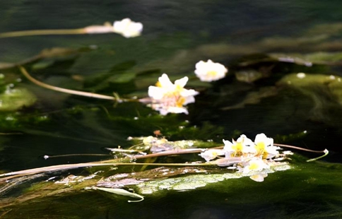 Blooming ottelia acuminata floats on river in S China's Guangxi