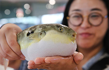 Breeding industry of puffer fish help develop tourism in Jiangsu