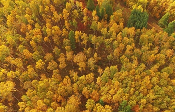 In pics: scenery of Saihanba forest in N China's Hebei