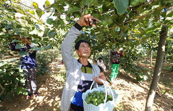 Mini kiwi fruits enter harvest season in NE China's Liaoning