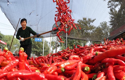 Pepper fields enter harvest season in north China's Hebei