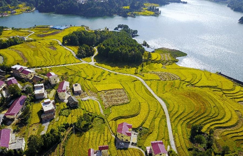 Autumn scenery of paddy fields in SW China's Guizhou