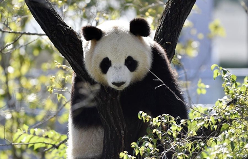 Four pandas from SW China make debut in NE China's Shenyang