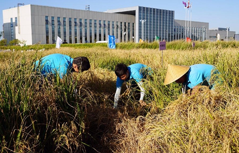 China Focus: Chinese saline soil rice experiment a success