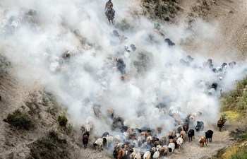 Herdsmen in Xinjiang transfer livestocks to autumn pasture