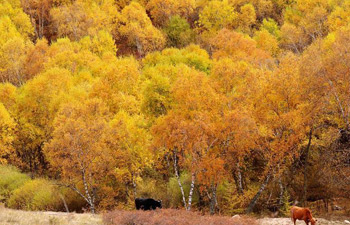 Amazing scenery of Dahuabei forest in China's Inner Mongolia