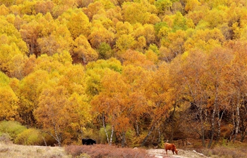 Autumn scenery of Dahuabei forest area in N China's Inner Mongolia