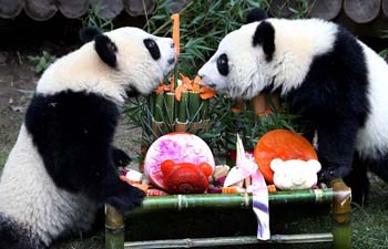 Panda twin cubs celebrate birthday at Shanghai Wild Animal Park