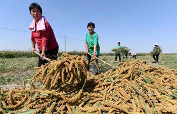 Farmers harvest foxtail millet in N China's Hebei
