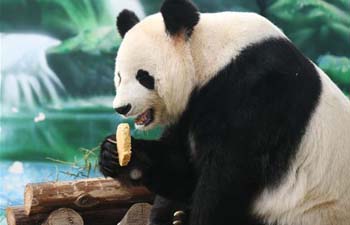 Giant pandas eat specially-made mooncakes to mark Mid-Autumn Festival