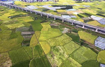 Bullet train runs among fields in SW China