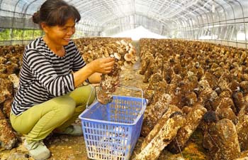 E China's Xiacun develops mushroom industry to alleviate poverty