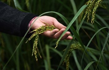 China introduces two-meter high 'giant rice'