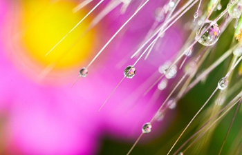 In pics: dewdrops on garden plants in Ningbo, E China's Zhejiang