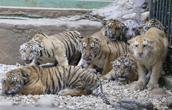 12 tiger cubs meet with public at wildlife zoo in China's Shandong