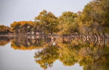 Autumn scenery of populus euphratica forest in N China