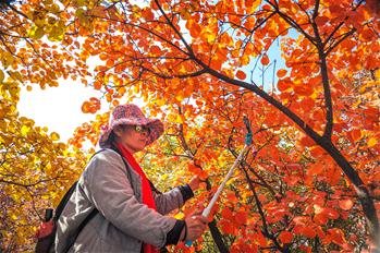 Autumn scenery of Taihang Mountain in north China's Hebei
