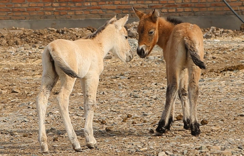 Two foals of rare Przewalski's horse born in China's Xinjiang