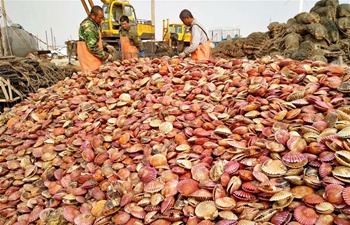 N China county sees good harvest of scallops