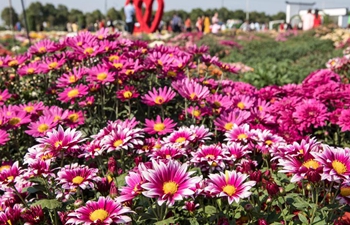 Chrysanthemum base at NJAU to be open to public