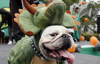 Party time: Dogs have fun during pet's Halloween parade in Peru