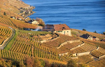 Late autumn scenery in vineyards in Switzerland