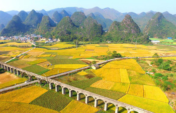 Late rice enters harvest season in Liuzhou, south China