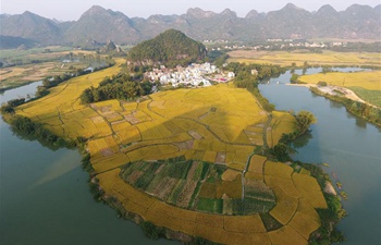 Aerial view of paddy field in China's Guangxi