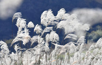 Beautiful reed catkins seen in China's Hubei