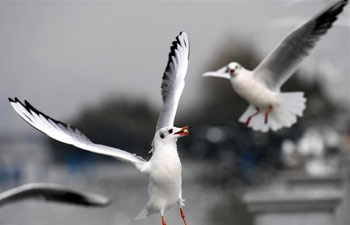 Black-headed gulls fly to China's Yunnan to spend winter