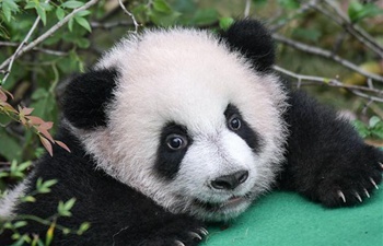 Population of captive pandas reaches 520 worldwide
