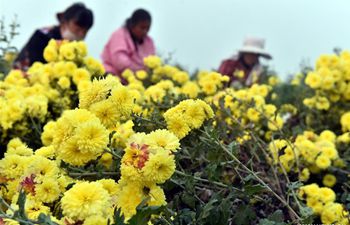 Farmers harvest chrysanthemums in C China's Henan