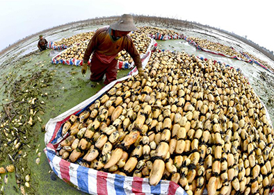 Lotus roots harvested in east China's Anhui