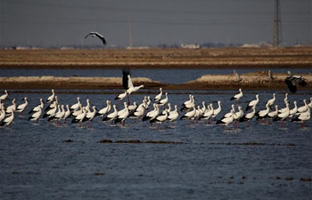 Oriental white storks seen at Caofeidian wetland in N China's Hebei