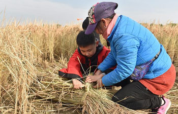 Rice harvesting fair held in Shunyi District of Beijing