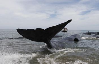 Sperm whales stranded at Ujong Kareung beach in Indonesia