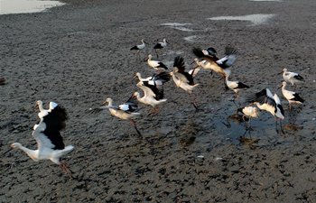 See vital migratory bird wetland habitat in north China's Hebei