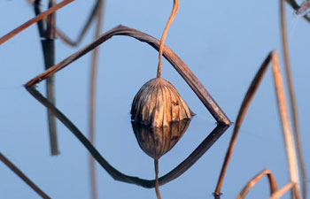 In pics: withered lotus in east China's Jiangsu