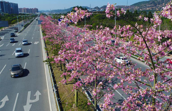 Blooming kapok trees in Quanzhou City, SE China